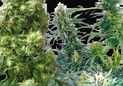 Outdoor Mix