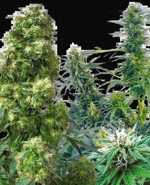 Outdoor Mix
