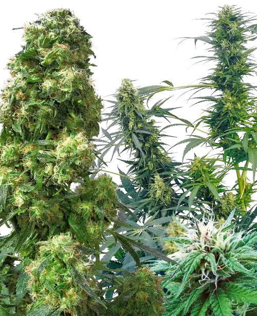 Outdoor Mix