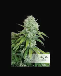 Outlaw Amnesia