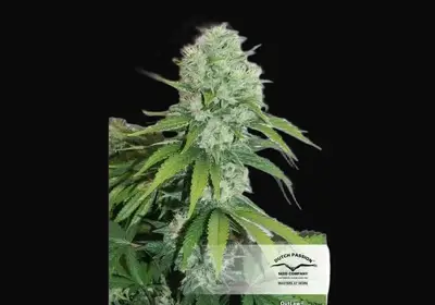 Outlaw Amnesia