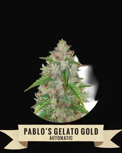 Pablo's Gelato Gold Auto