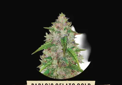 Pablo's Gelato Gold Auto