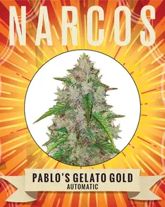 Pablo's Gelato Gold Auto