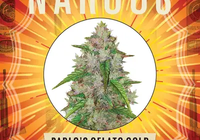 Pablo's Gelato Gold Auto
