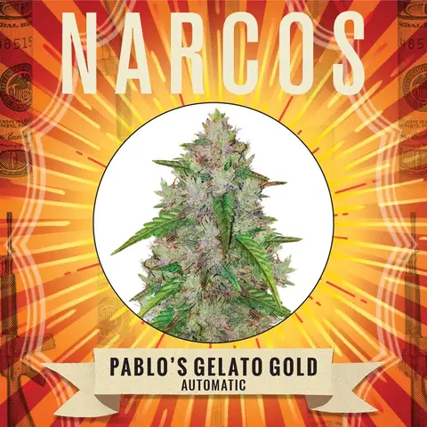 Pablo's Gelato Gold Auto