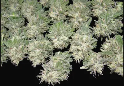 PainKiller