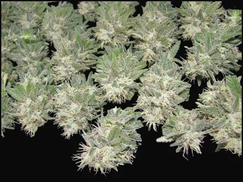 PainKiller