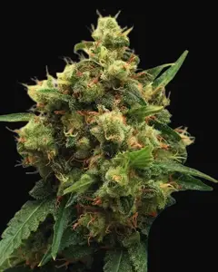 Painkiller XL