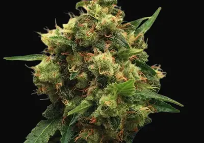 Painkiller XL