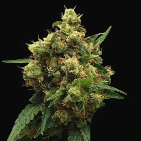 Painkiller XL