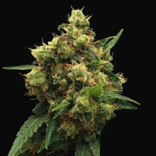 Painkiller XL