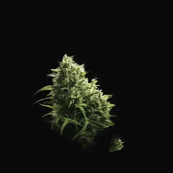 Painkiller XL — zdjęcie 6