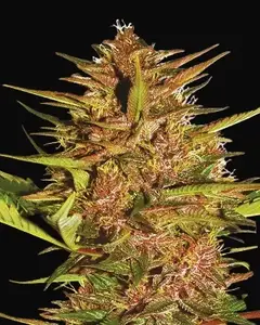 Pakistan Chitral Kush Regular