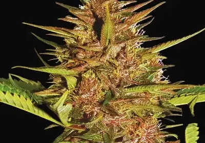 Pakistan Chitral Kush Regular