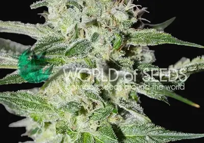 Pakistan Valley Early Harvest