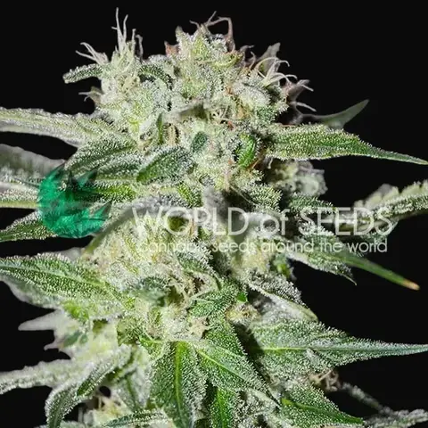 Pakistan Valley Early Harvest