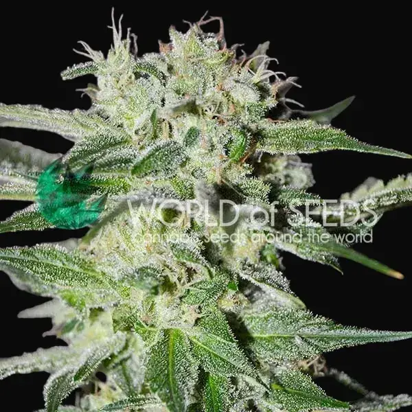 Pakistan Valley Early Harvest