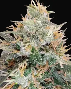 Panama A5 Haze