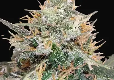 Panama A5 Haze
