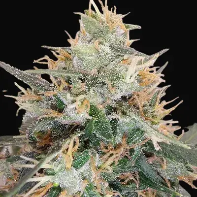 Panama A5 Haze