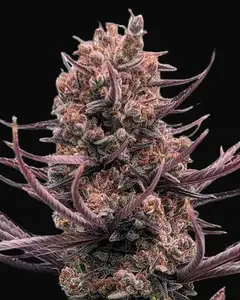 Panama Haze