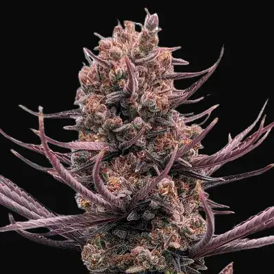 Panama Haze