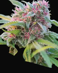 Panama Red