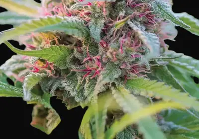 Panama Red