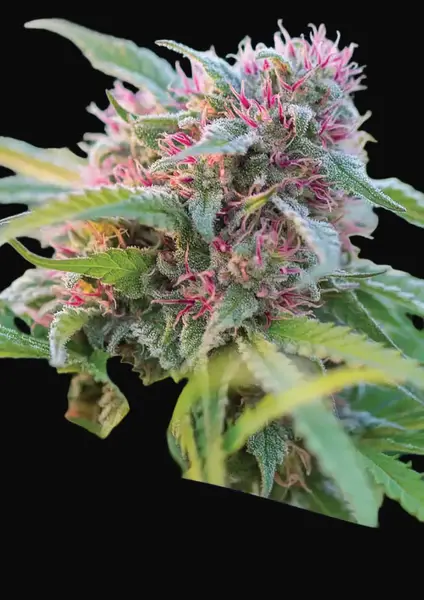 Panama Red