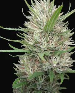 Panama x Bangi Haze