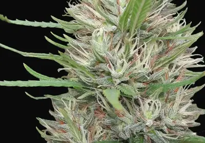 Panama x Bangi Haze