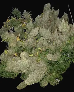 Panama x Bangi Haze Regular