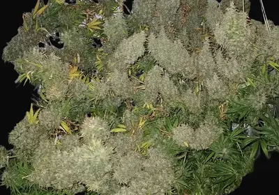 Panama x Bangi Haze Regular