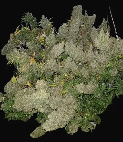 Panama x Bangi Haze Regular
