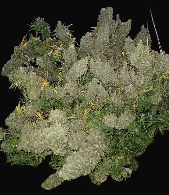 Panama x Bangi Haze Regular