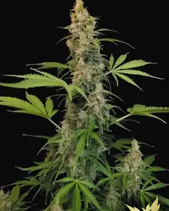 Pandora Auto