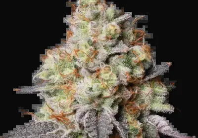Panty Punch Auto