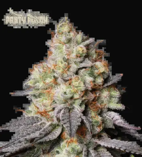 Panty Punch Auto