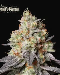 Panty Punch Auto