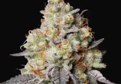 Panty Punch Auto