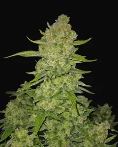 Papaya Cookies Auto