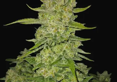 Papaya Cookies Auto