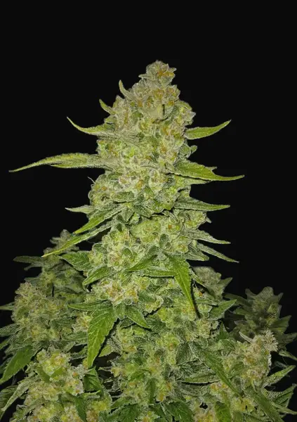 Papaya Cookies Auto