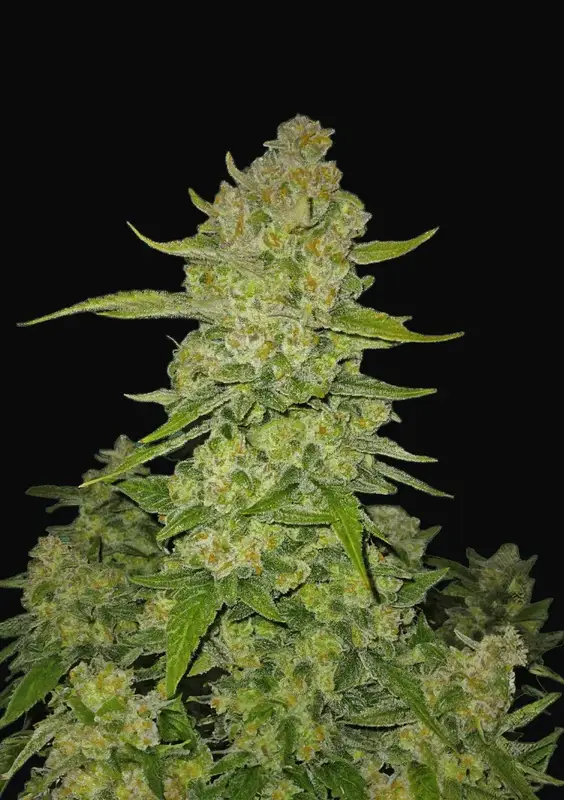 Papaya Cookies Auto