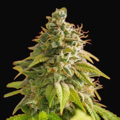 Papaya
