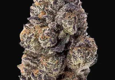 Papaya Sherbet