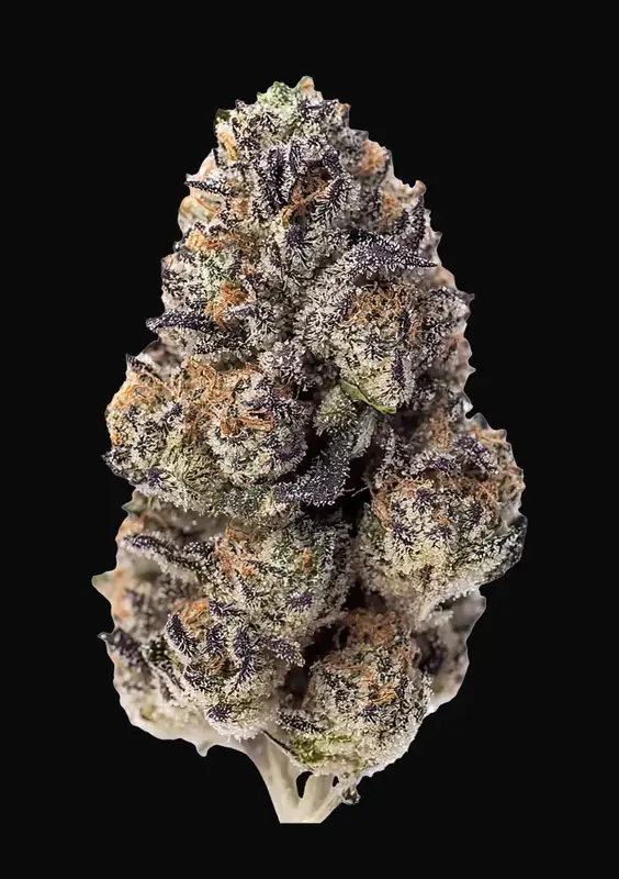 Papaya Sherbet