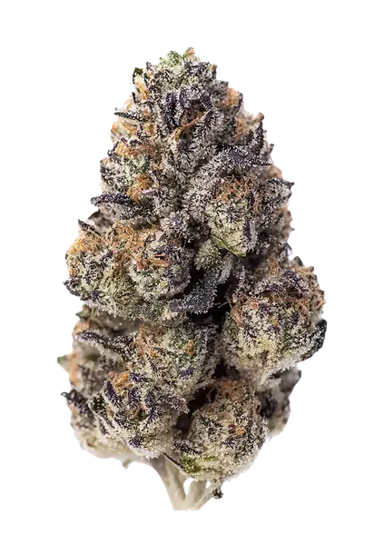 Papaya Sherbet