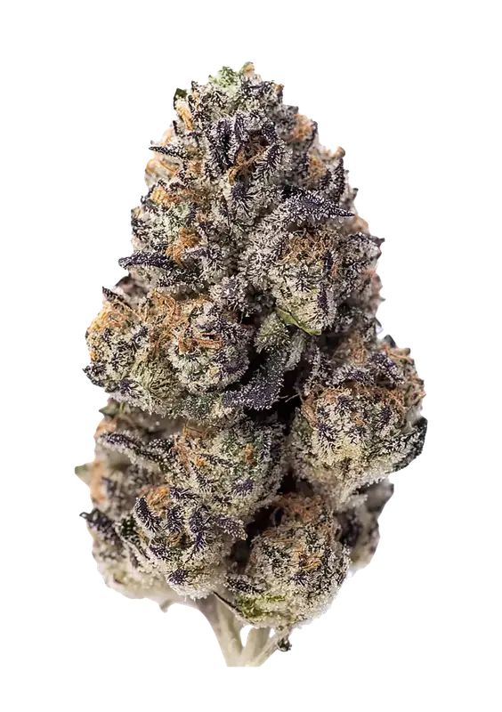 Papaya Sherbet